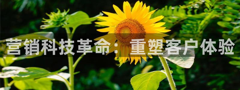金年会官方网址登录入口