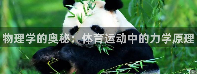 3377体育网页登录入口：物理学的奥秘：体育运动中的力学原理